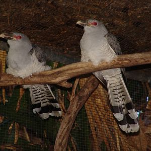 Channel-billed Cuckoos (Scythrops novaehollandiae)