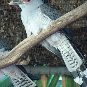 Channel-billed Cuckoo (Scythrops novaehollandiae)