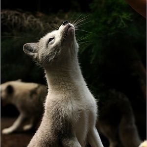 Polarfox-feeding at Neumünster