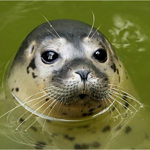 Young seal at Neumünster