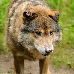 Old wolf at Neumünster