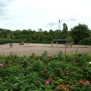 Zebra Exhibit at Tierpark Berlin, 30/08/11