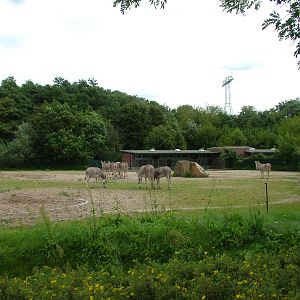 Somali Wild Ass Paddock at Tierpark Berlin, 30/08/11