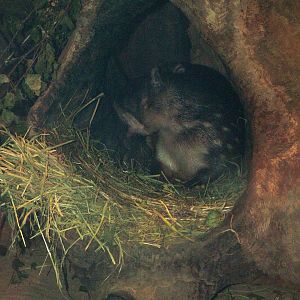 Lowland Paca at Tierpark Berlin, 30/08/11