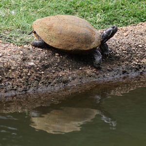american turtle i.d.