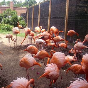 National Zoo-Flamingos