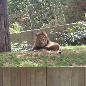 National Zoo-African Lion