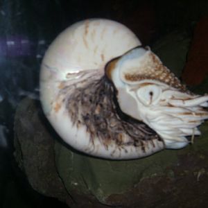 National Zoo-Nautilus