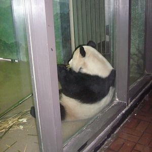 National Zoo-Giant Panda