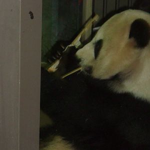 National Zoo-Giant Panada