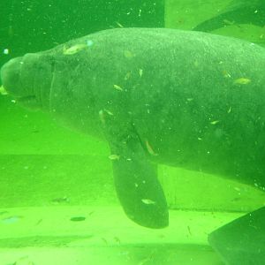 Caribbean Manatee at Tierpark Berlin, 30/08/11