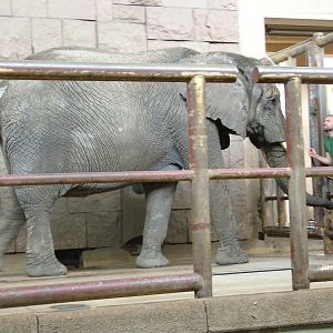 African Elephant at Tierpark Berlin, 30/08/11