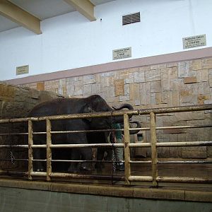 Elephant Training at Tierpark Berlin, 30/08/11