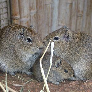 Muenster Yellow-toothed Cavies at Tierpark Berlin, 30/08/11