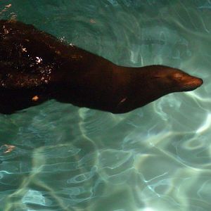 Niagara Falls Aquarium