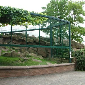 Hyrax Exhibit at Tierpark Berlin, 30/08/11