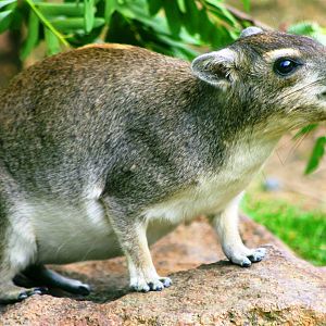 Yellow spotted rock hyrax; Berlin Tierpark; 6th September 2011