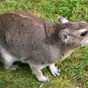 Yellow spotted rock hyrax; Berlin Tierpark; 6th September 2011