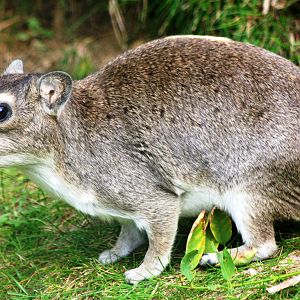 Yellow spotted rock hyrax; Berlin Tierpark; 6th September 2011