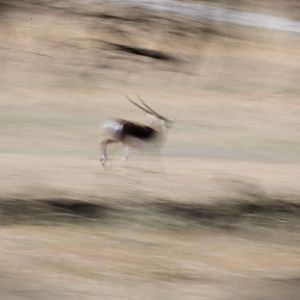 blackbuck on the run