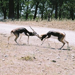 blackbucks sparring