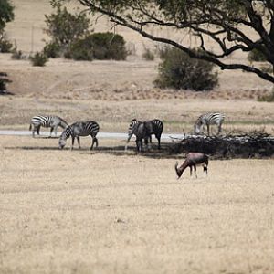 bontebok and grants zebra