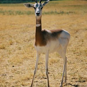 dama gazelle