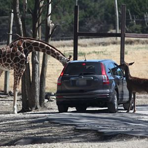 feeding giraffe and red deer