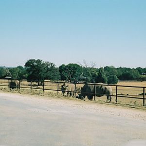 white rhino paddock