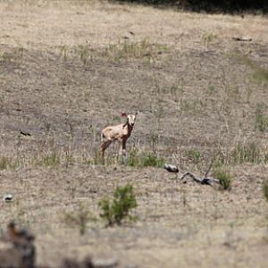 baby scimitar oryx