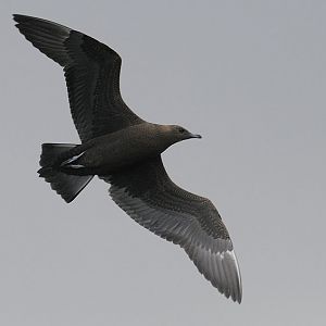 Arctic skua aka Parasitic jaeger