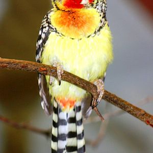 Red-and-yellow barbet; Berlin Tierpark; 6th September 2011