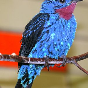Spangled cotinga; Berlin Tierpark; 6th September 2011