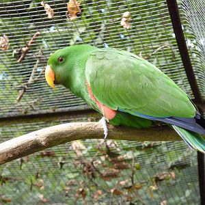 Male eclectus parrot