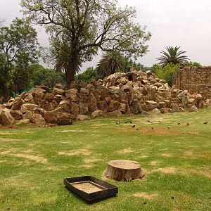 View of the Barbary Sheep (Ammotragus lervia) enclosure