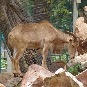 Barbary Sheep (Ammotragus lervia)