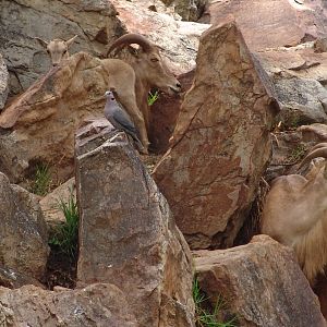 Barbary Sheep (Ammotragus lervia) and a wild Red-eyed Dove (Streptopelia se