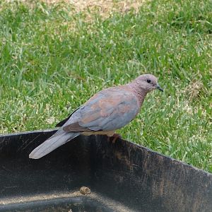 A wild Laughing Dove (Stigmatopelia senegalensis)