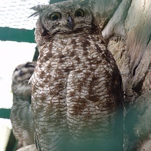 Spotted Eagle-owl (Bubo africanus)