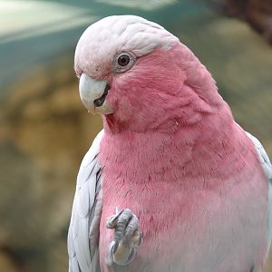 Galah (Eolophus roseicapilla)