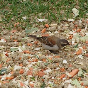 Wild female Cape Sparrow (Passer melanurus)