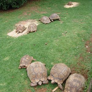 Bell's hinge-back tortoise (Kinixys belliana) and Leopard tortoises (Stigmo