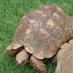 Leopard tortoise (Stigmochelys pardalis)