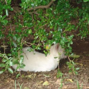 Albino Blue Duiker (Philantomba monticola)
