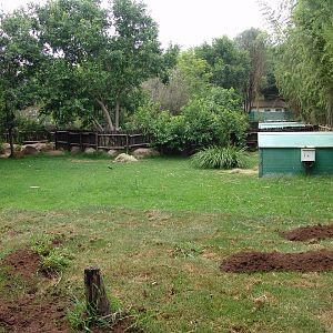 Part of the Blue Duiker's (Philantomba monticola) enclosure
