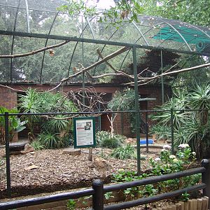 Enclosure of the Black-casqued Hornbills (Ceratogymna atrata)