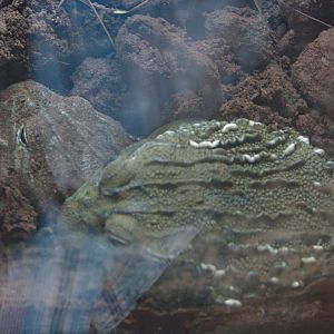 African Bullfrog (Pyxicephalus adspersus)