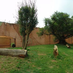 Part of the Chimpanzee's (Pan troglodytes) exhibit