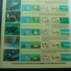 An interesting mixed exhibit for Western Lowland Gorillas (Gorilla gorilla