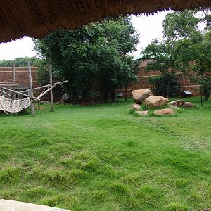 Part of the Gorillas' (Gorilla gorilla gorilla) exhibit